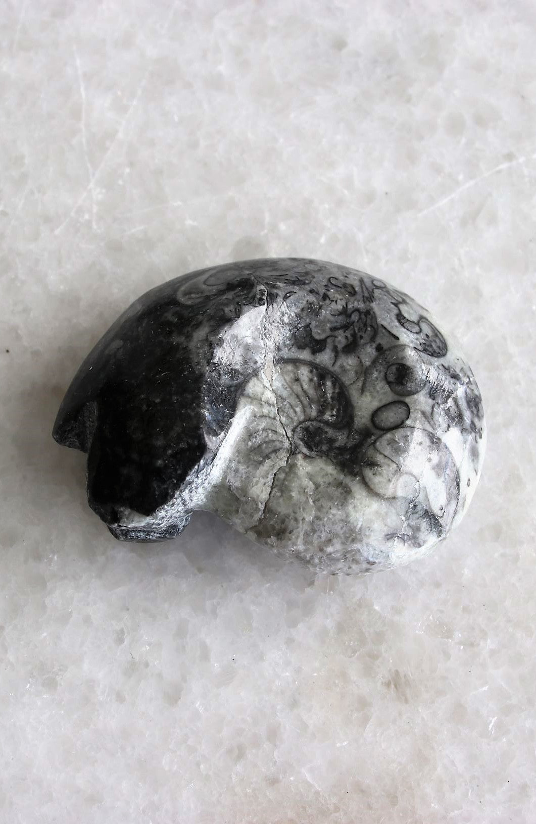 Goniatite Marine Fossil